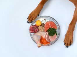 dieta cane carne pesce