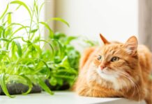 piante tossiche cane gatto