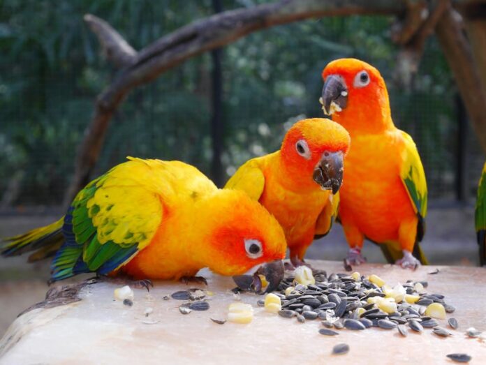 Come mangiano i pappagalli