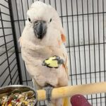Come mangiano i pappagalli spreco cibo