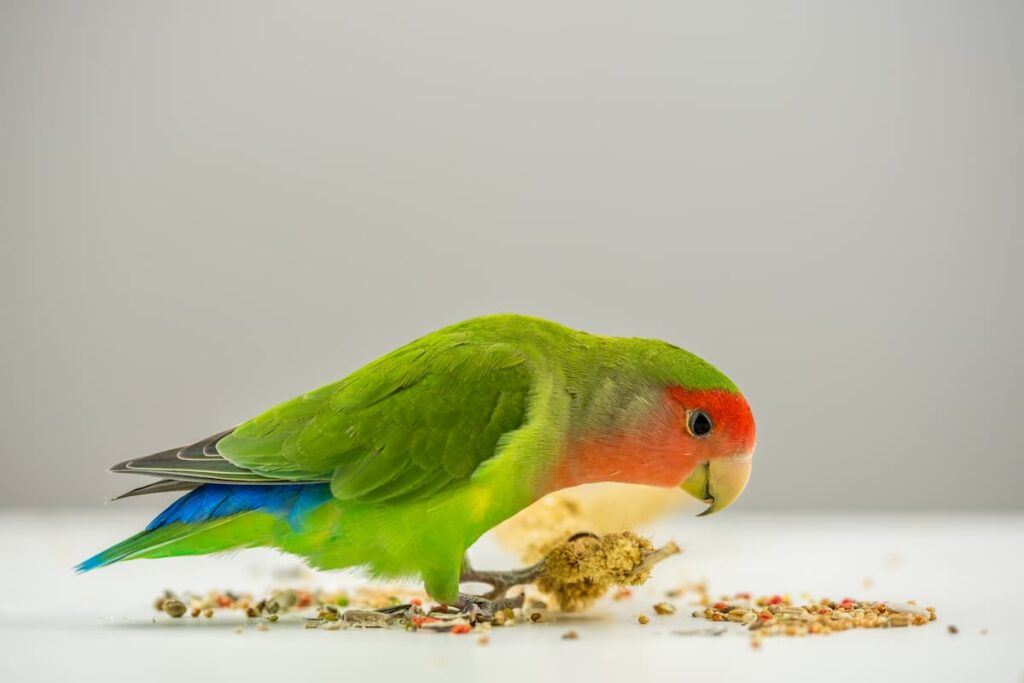 Come mangiano i pappagalli terra