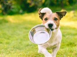 antiossidanti alimentazione cane