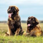 cani di taglia grande-Leonberger