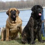 cani di taglia grande-Mastiff
