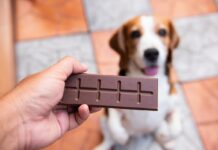 cioccolato pericoloso cane