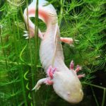 ciuffi branchie Axolotl