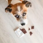 cosa fare cioccolato pericoloso cane