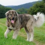 grande cane Pastore caucasico