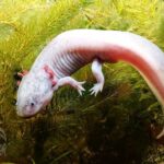 salamandra Axolotl
