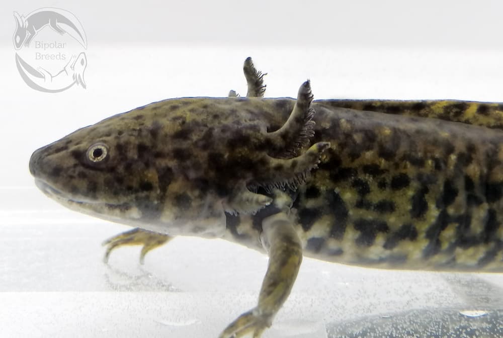 salamandra Axolotl Wild