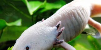 salamandra Axolotl primo piano