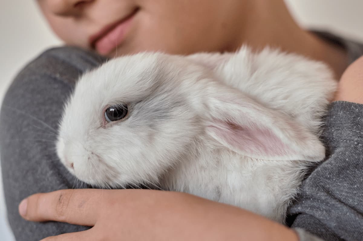 Coniglio pet therapy piccolo