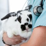 problemi coniglio anziano veterinario