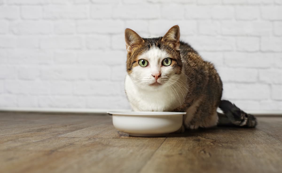 alimentazione gatto problemi renali