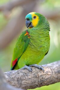 alimentazione pappagallo amazzone