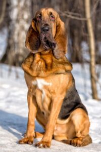 Bloodhound verticale