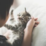 adottare un gatto con bambino