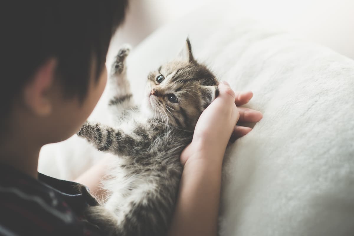 adottare un gatto con bambino