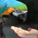 animali esotici compagnia pappagallo