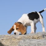 beagle olfatto cane biodiversità