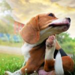 diagnosi dermatite atopica cane