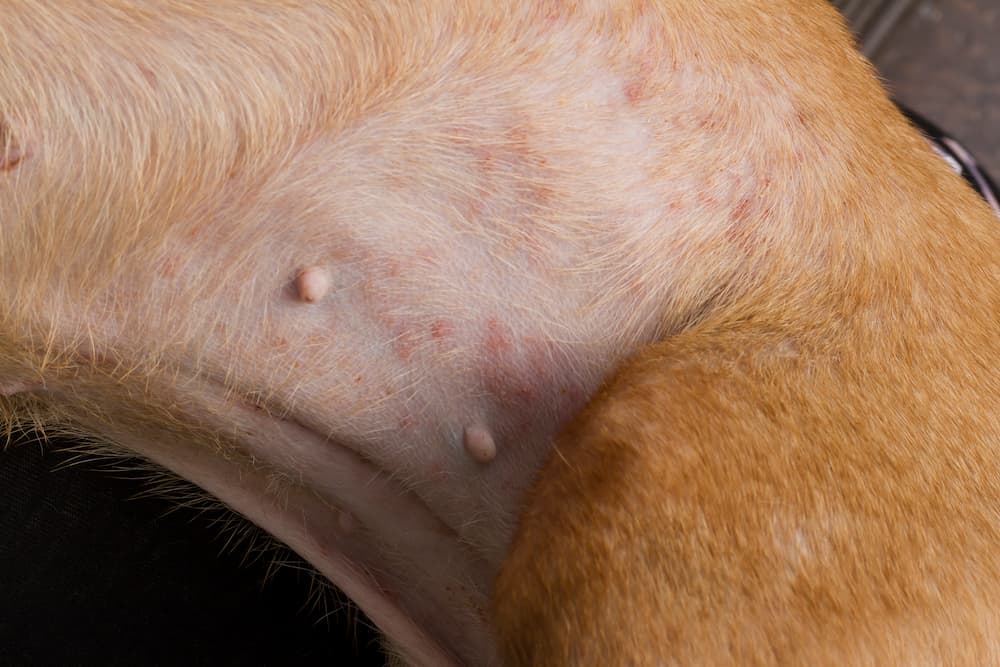 diagnosi dermatite atopica cane eritema