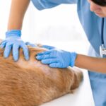 diagnosi dermatite atopica cane veterinario