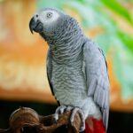 pappagallo cenerino