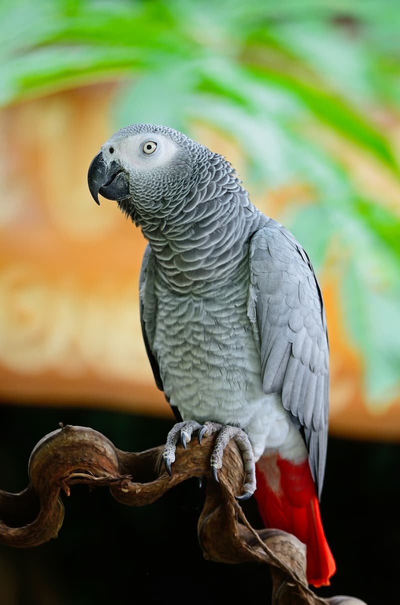 alimenti pappagallo cenerino cacatua