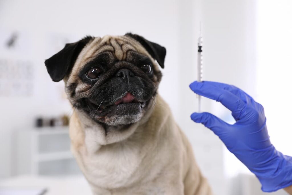 vaccinare animali cane