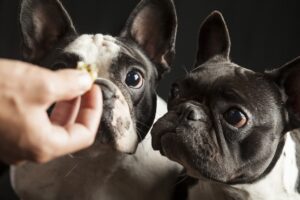 bulldog reazioni avverse al cibo cane