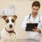 cani paura veterinario