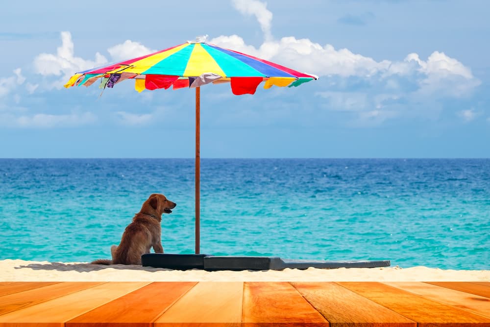 cani spiaggia ombrellone