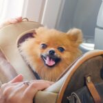 vacanza con cane aereo