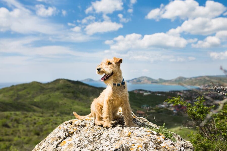vacanza mare cane passeggiata montagna