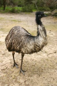 Emù Dromaius novaehollandiae