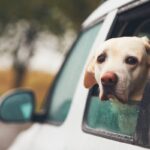 cane mal d’auto finestrino auto