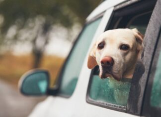 cane mal d'auto finestrino auto