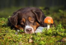 cane mangia funghi