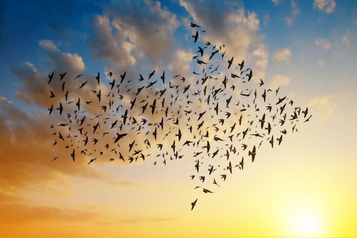 Migrazioni degli uccelli
