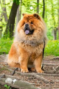 Chow Chow verticale