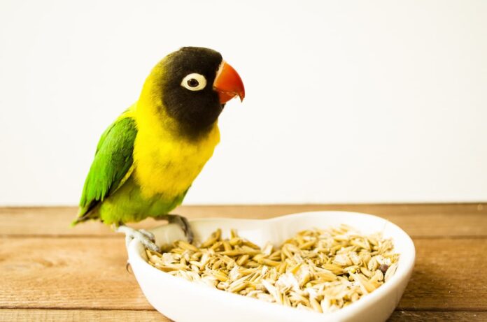alimentazione uccelli
