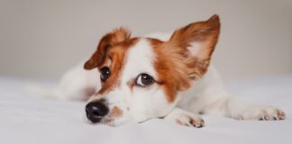 problemi orecchie cane