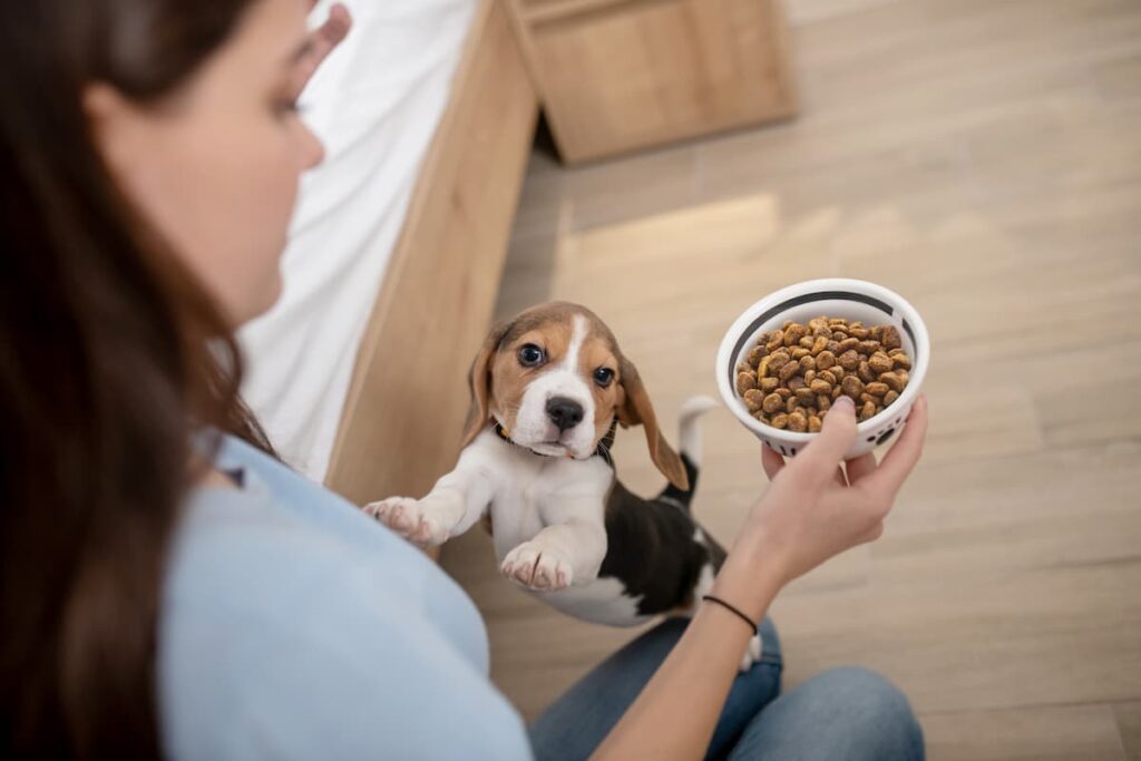 dieta cane cucciolo