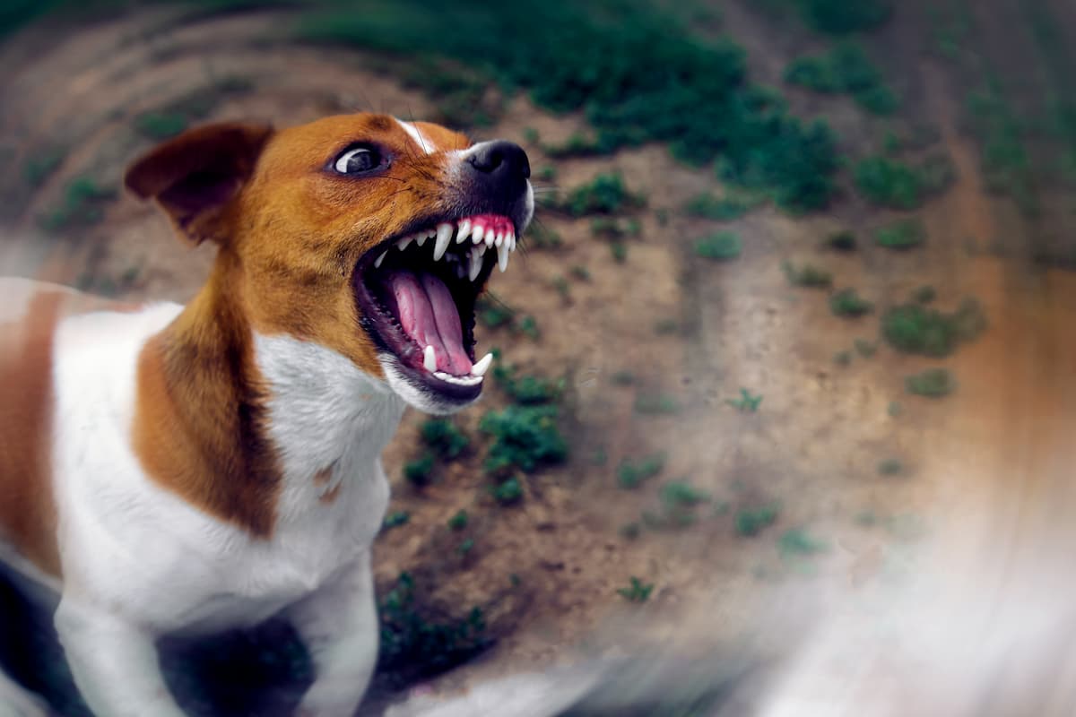 cane rabbia aggressivo