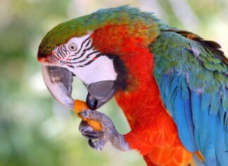 carote uccelli pappagallo