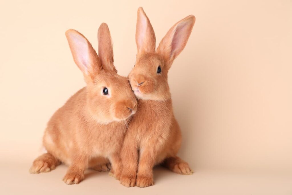 coppia conigli