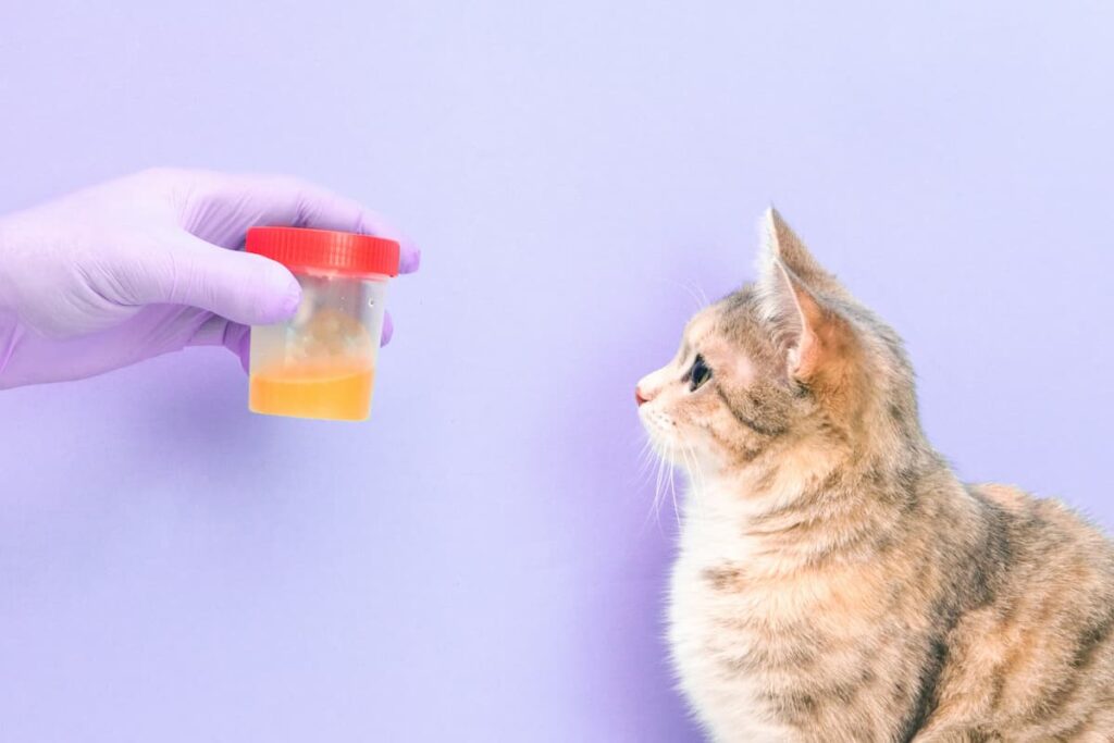 infezione urinaria gatto urine