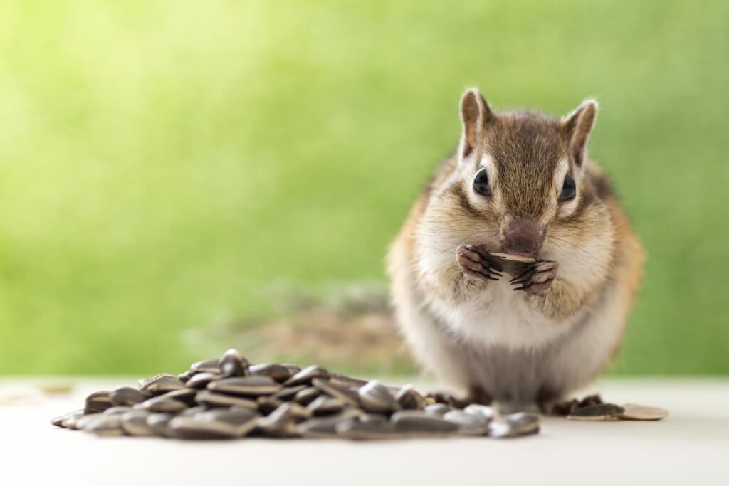 scoiattolo che mangia