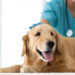 epilessia cane veterinario